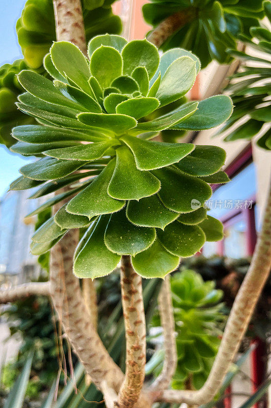 Aeonium arboreum